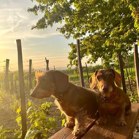 Nyaraló Hutiagi Siófok