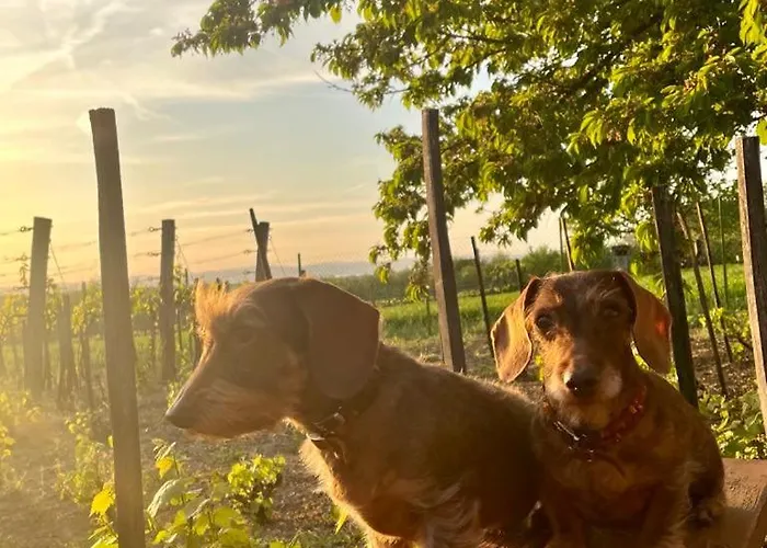 度假居 Hutiagi 希欧福克